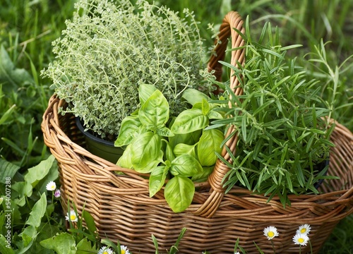 Photo: Basket with thyme, basil and rosemary in the garden. Basket with thyme, basil and rosemary in the garden.