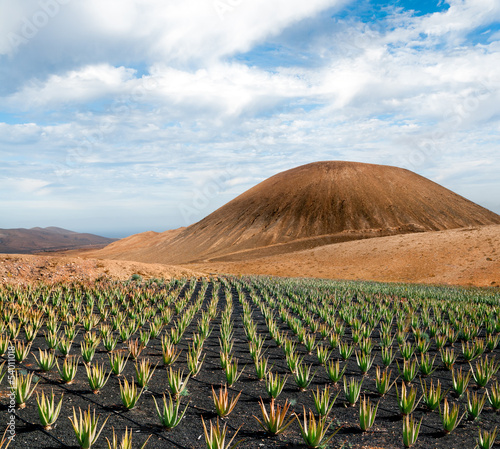 Photo: Aloe vera plantation Aloe vera plantation