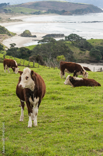 Photo: cattle grazing above Anchor Bay cattle grazing above Anchor Bay