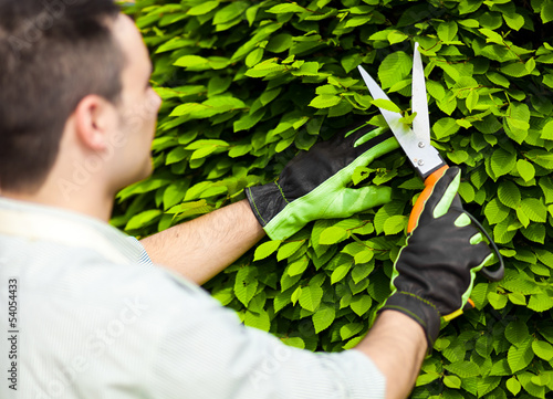 Photo: Gardener trimming plants Gardener trimming plants