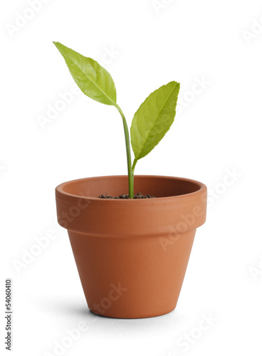 Photo: Potted Plant Potted Plant