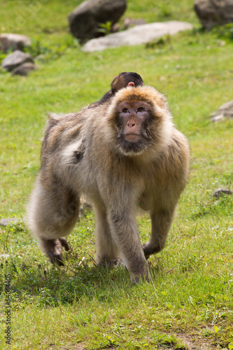 Photo: Berberaap (Macaca sylvanus) Berberaap (Macaca sylvanus)
