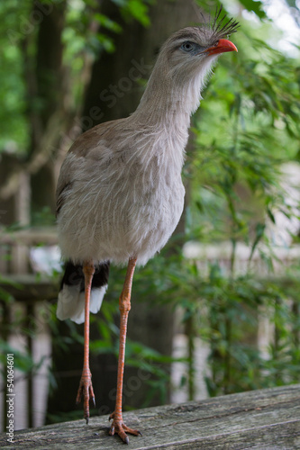 Photo: Red-legged-seriema, Kuifseriema Red-legged-seriema, Kuifseriema