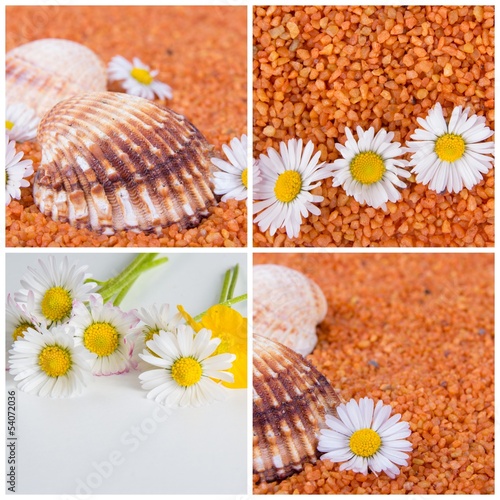 Photo: Collage Muscheln und Gänseblümchen Collage Muscheln und Gänseblümchen