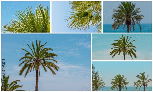 Photo: Collage Palmen Collage Palmen