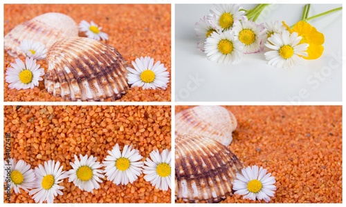 Photo: Collage Muscheln und Gänseblümchen Collage Muscheln und Gänseblümchen