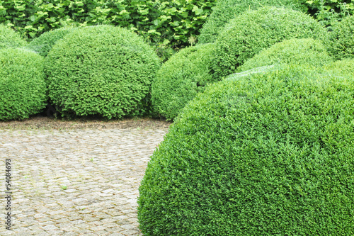 Photo: Box trees, Buchsbaumkugeln Box trees, Buchsbaumkugeln
