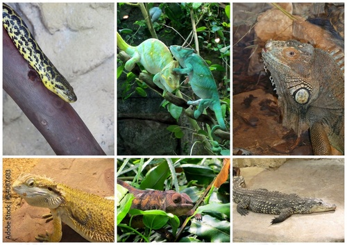 Photo: reptiles reptiles
