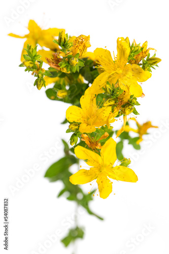 Photo: Tüpfel-Johanniskraut (Hypericum perforatum) von oben Tüpfel-Johanniskraut (Hypericum perforatum) von oben