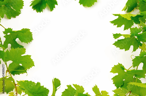 Photo: Weinreben Weinreben