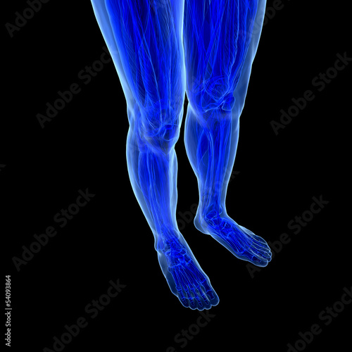Photo: Anatomy of human Legs Anatomy of human Legs