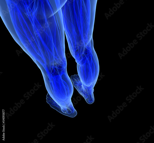 Illustration: Anatomy of human Legs Anatomy of human Legs