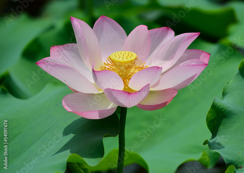 Photo: blooming lotus flower blooming lotus flower