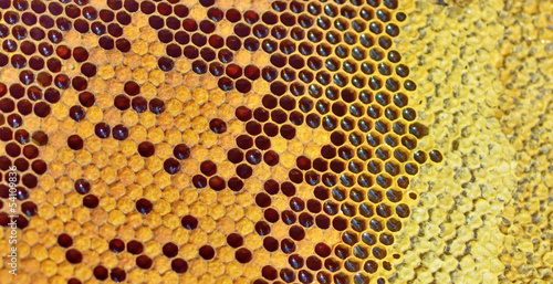 Photo: fresh honey in comb fresh honey in comb