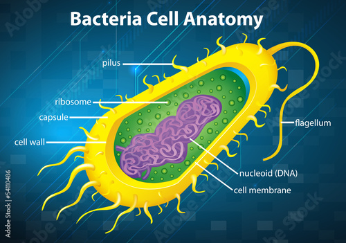 Vector: Bacteria cell structure Bacteria cell structure