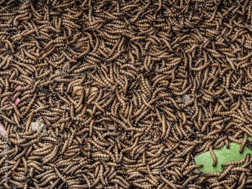Photo: Worms in animal market..Worms in animal market Worms in animal market..Worms in animal market
