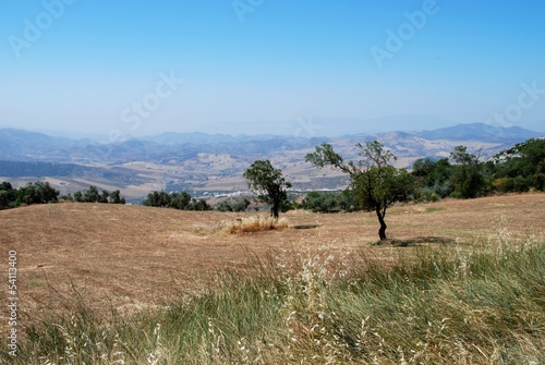 Photo: Wheat fields near Almogia, Andalusia © Arena Photo UK Wheat fields near Almogia, Andalusia © Arena Photo UK