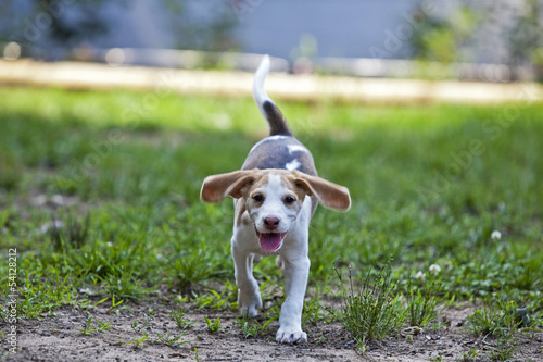 Photo: Hunting dog puppies playing in field Hunting dog puppies playing in field