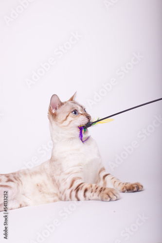 Photo: Bengal Kater Snow Seal Lynx rosetted Bengal Kater Snow Seal Lynx rosetted