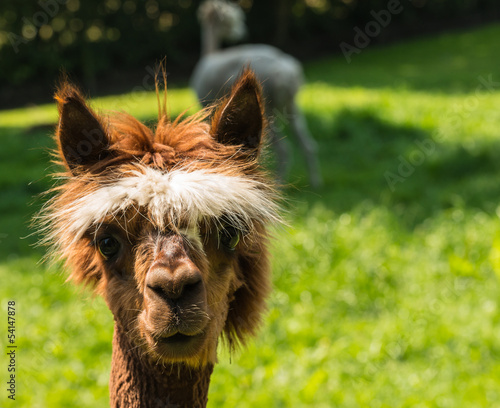 Photo: Young llama looks at you with big brown eyes Young llama looks at you with big brown eyes