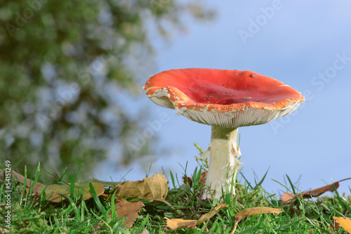 Photo: Fliegenpilz Fliegenpilz