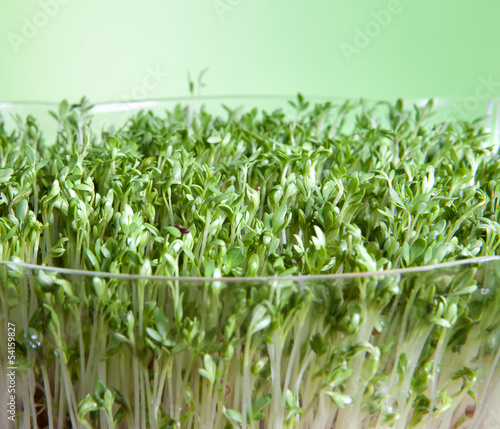 Photo: Sprouts closeup Sprouts closeup