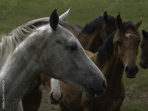 Photo: pferd34 pferd34