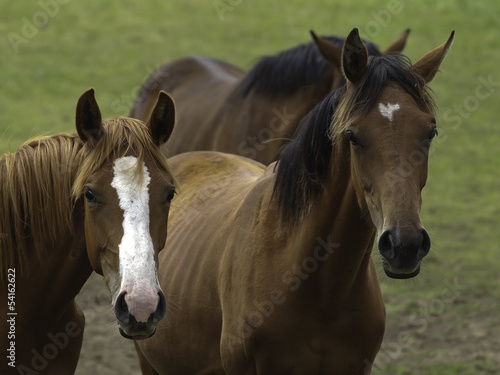 Photo: pferd 21 pferd 21