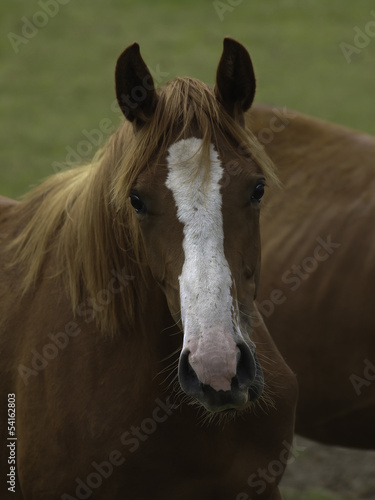Photo: pferd30 pferd30