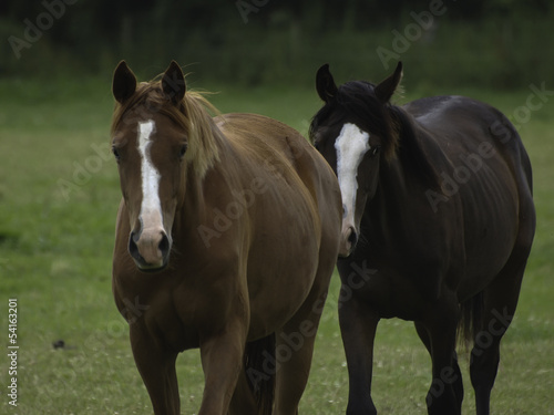Photo: pferd10 pferd10