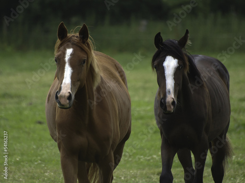 Photo: pferd42 pferd42