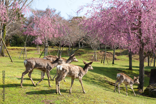 Photo: 奈良公園の桜と鹿 奈良公園の桜と鹿