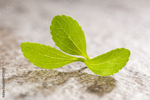Photo: Stevia sweetleef. Stevia sweetleef.