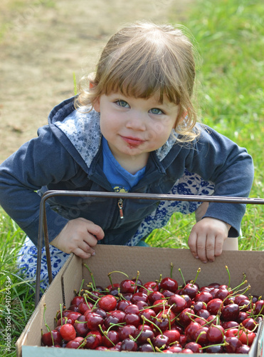 Photo: récolter les cerises récolter les cerises