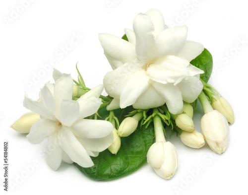 Photo: Jasmine flower with leaves Jasmine flower with leaves