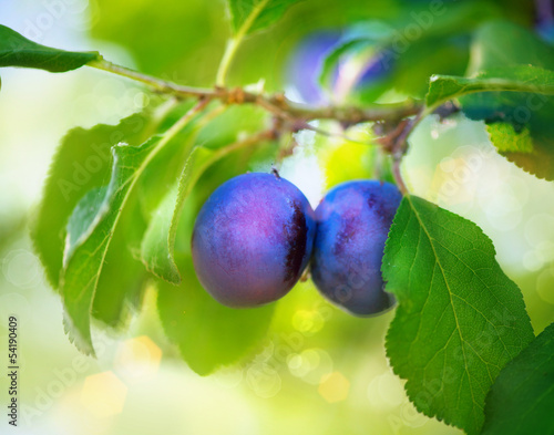 Photo: Organic Ripe Plums Growing in orchard Organic Ripe Plums Growing in orchard