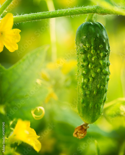 Photo: Fresh Organic Cucumber growing in the garden Fresh Organic Cucumber growing in the garden