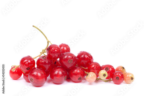 Photo: Redcurrant Redcurrant