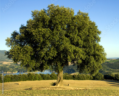 Photo: Quercia secolare Quercia secolare