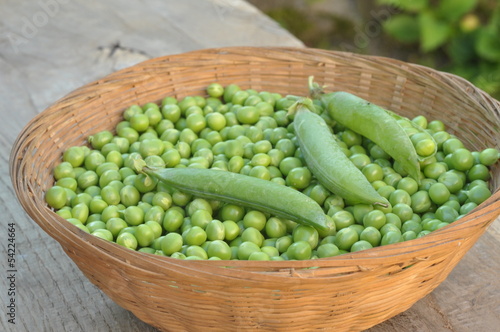 Photo: pois merveille de Kelvedon pois merveille de Kelvedon