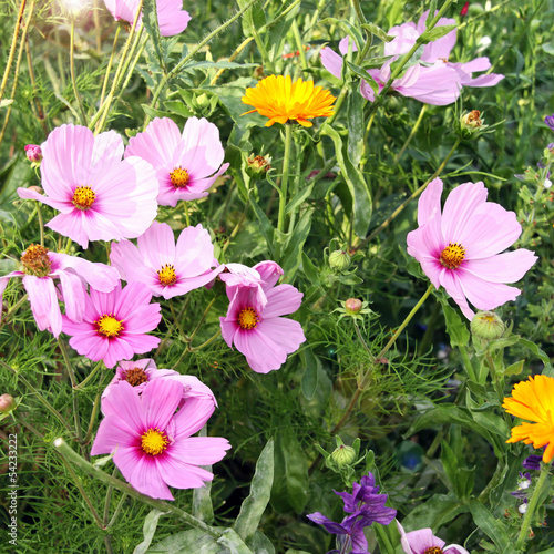 Photo: cosmea blumenwiese cosmea blumenwiese