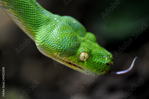 Photo: Serpente verde Serpente verde
