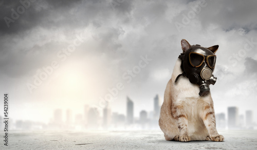 Photo: Cat in gas mask Cat in gas mask