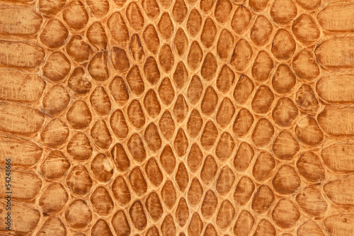 Photo: Snake leather Snake leather