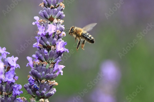 Photo: l' abeille ... l' abeille ...
