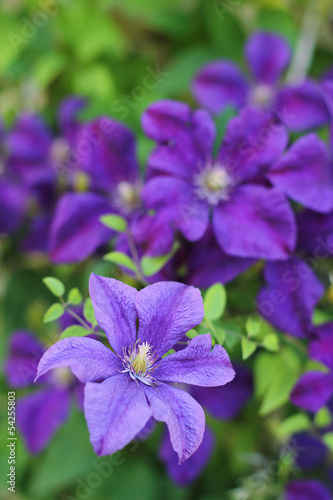 Photo: Ackmanii Clematis Ackmanii Clematis