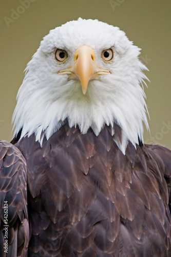 Photo: Weißkopfseeadler 5 Weißkopfseeadler 5