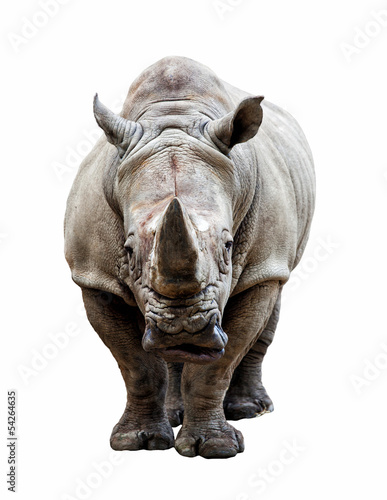 Photo: rhino on white background rhino on white background