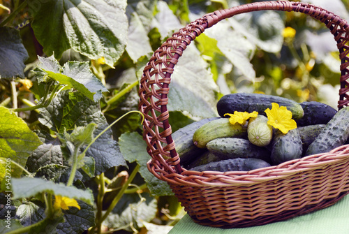 Photo: Harvest cucumbers in a basket on the green background Harvest cucumbers in a basket on the green background