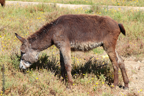 Photo: ass, Equus africanus asinus ass, Equus africanus asinus